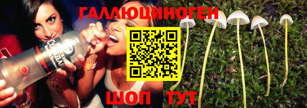 Галлюциногенные грибы Psilocybe Гусь-Хрустальный